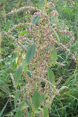 Amaranthus rudis \ Wasserhanf / Water Hemp, D Mannheim 25.9.2011