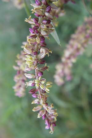 Amaranthus rudis \ Wasserhanf / Water Hemp, D Mannheim 25.9.2011