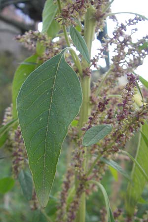 Amaranthus rudis / Water Hemp, D Mannheim 25.9.2011