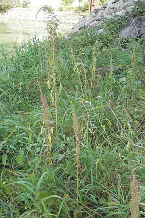 Amaranthus rudis \ Wasserhanf, D Mannheim 25.9.2011