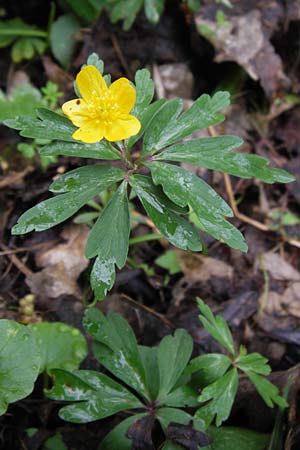 Anemone ranunculoides \ Gelbes Windrschen / Yellow Anemone, D Gerolzhofen-Sulzheim 5.5.2013