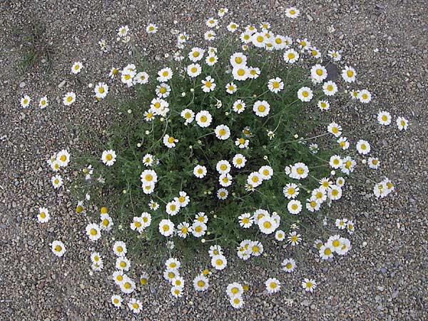 Anthemis ruthenica \ Ukrainische Hundskamille / Russian Chamomile, D Mannheim 5.6.2013