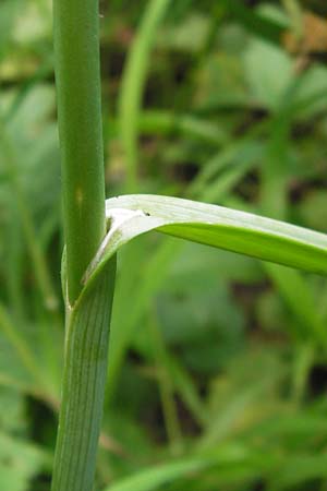 Allium rotundum \ Kugeliger Lauch / Sand Leek, D Weinheim an der Bergstraße 21.6.2013