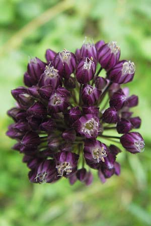 Allium rotundum \ Kugeliger Lauch / Sand Leek, D Weinheim an der Bergstraße 21.6.2013