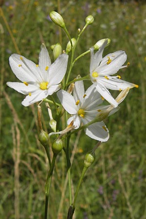 Anthericum ramosum / Branched St. Bernard's Lily, D Ketsch 21.7.2013