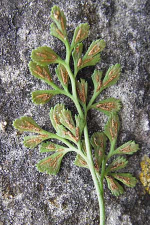 Asplenium ruta-muraria \ Gewhnliche Mauerraute / Wall-Rue, D Wanfried 3.8.2013