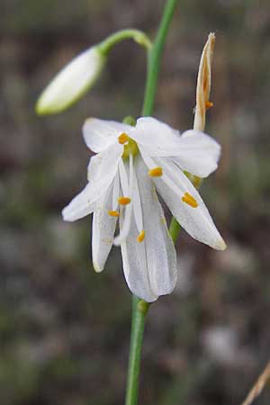 Anthericum ramosum \ stige Graslilie, Rispen-Graslilie, D Mannheim 7.7.2014