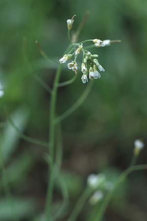 Arabidopsis thaliana / Thale Cress, D Bensheim 29.4.2006