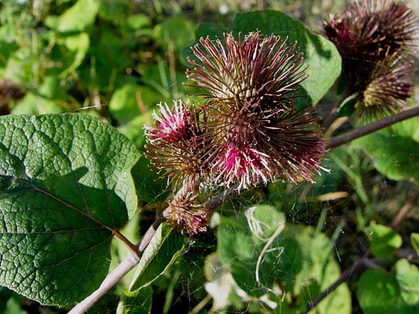 Arctium nemorosum \ Hain-Klette, Auen-Klette / Wood Burdock, D Gundelfingen 4.8.2014 (Photo: Thomas Meyer)