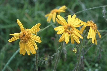 Arnica montana \ Bergwohlverleih, Arnika / Mountain Arnica, D Schwarzwald/Black-Forest, Feldberg 1.7.2005