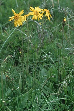 Arnica montana \ Bergwohlverleih, Arnika / Mountain Arnica, D Schwarzwald/Black-Forest, Feldberg 1.7.2005