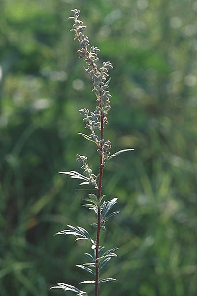 Artemisia vulgaris \ Gewhnlicher Beifu, D Weinheim an der Bergstraße 2.10.2005