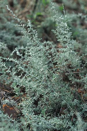 Artemisia repens \ Kriechende Beifu / Creeping Wormwood, D Sandhausen 11.9.2007