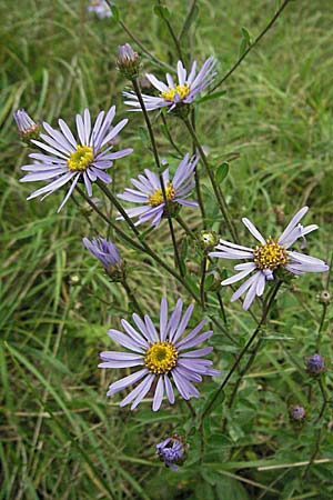 Aster amellus / Italian Aster, D Pforzheim 2.9.2006