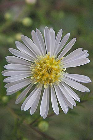 Symphyotrichum x salignum \ Weidenblttrige Herbst-Aster / Glaucous Michaelmas Daisy, Smooth Blue Aster, D Mannheim,  Friesenheimer Insel 22.9.2006