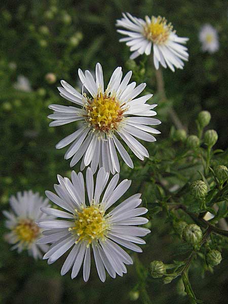 Symphyotrichum x salignum \ Weidenblttrige Herbst-Aster / Glaucous Michaelmas Daisy, Smooth Blue Aster, D Mannheim,  Friesenheimer Insel 22.9.2006