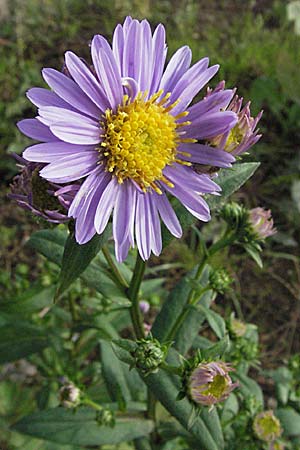 Symphyotrichum novi-belgii, Neubelgische Herbst-Aster