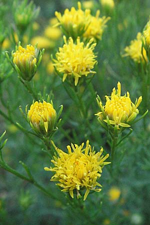 Galatella linosyris \ Gold-Aster, D Weinheim an der Bergstraße 6.8.2007