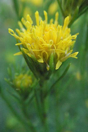 Galatella linosyris \ Gold-Aster, D Weinheim an der Bergstraße 6.8.2007