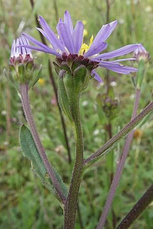 Aster amellus \ Berg-Aster / Italian Aster, D Hardheim 7.7.2007