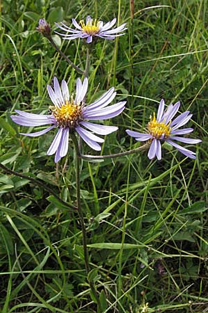 Aster amellus / Italian Aster, D Hardheim 7.7.2007