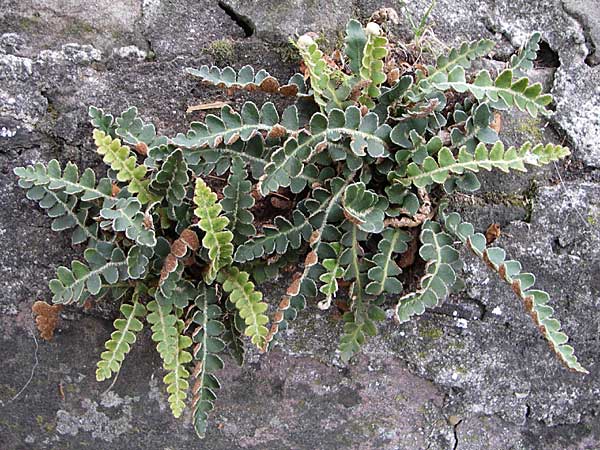 Asplenium ceterach \ Milzfarn, Schriftfarn, D Walldorf 2.11.2007