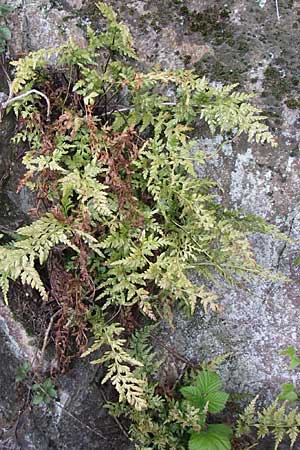 Asplenium adiantum-nigrum / Black Spleenwort, D Hirschberg 3.4.2008