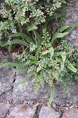 Asplenium trichomanes s.l. \ Braunstieliger Streifenfarn, D Weinheim an der Bergstraße 3.4.2008