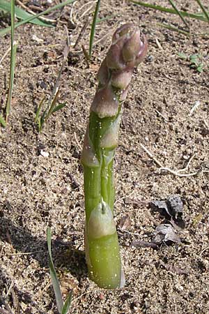 Asparagus officinalis \ Gemse-Spargel / Garden Asparagus, Wild Asparagus, D Oftersheim 12.4.2008