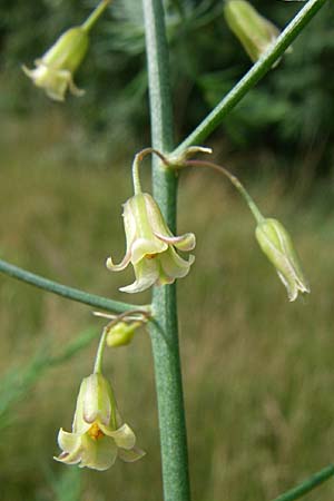 Asparagus officinalis \ Gemse-Spargel, D Viernheim 8.7.2008