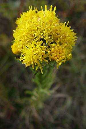 Galatella linosyris \ Gold-Aster, D Rheinhessen, Flonheim 2.9.2008