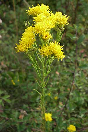 Galatella linosyris / Goldilocks Aster, D Rheinhessen, Flonheim 2.9.2008