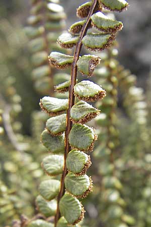 Asplenium trichomanes s.l. / Spleenwort, D Neuleiningen 12.10.2008