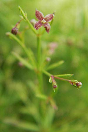 Thliphthisa purpurea / Purple Woodruff, D Botan. Gar.  Universit.  Mainz 11.7.2009