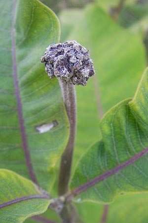 Asclepias syriaca \ Gewhnliche Seidenpflanze / Purple Silkweed, D Waghäusel 30.7.2009