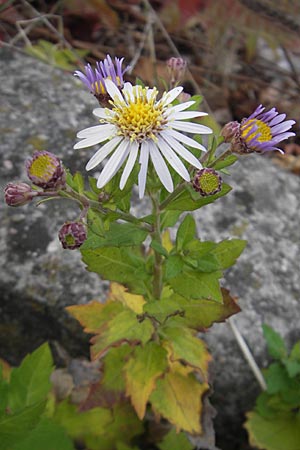 Callistephus chinensis, Sommer-Aster, Prinzess-Aster