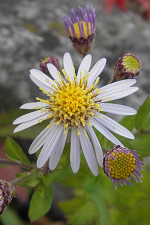 Callistephus chinensis \ Sommer-Aster, Prinzess-Aster, D Weinheim an der Bergstraße 28.9.2009