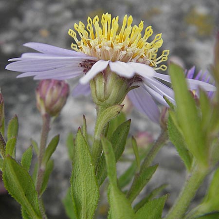 Callistephus chinensis \ Sommer-Aster, Prinzess-Aster, D Weinheim an der Bergstraße 28.9.2009