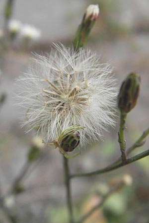 Symphyotrichum subulatum \ Schuppige Aster, Einjhrige Salz-Aster, D Mannheim 1.10.2009