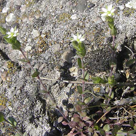 Arenaria serpyllifolia / Thyme-Leaved Sandwort, D Mannheim 24.4.2010