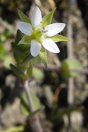 Arenaria serpyllifolia / Thyme-Leaved Sandwort, D Mannheim 24.4.2010