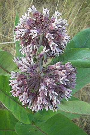 Asclepias syriaca, Purple Silkweed