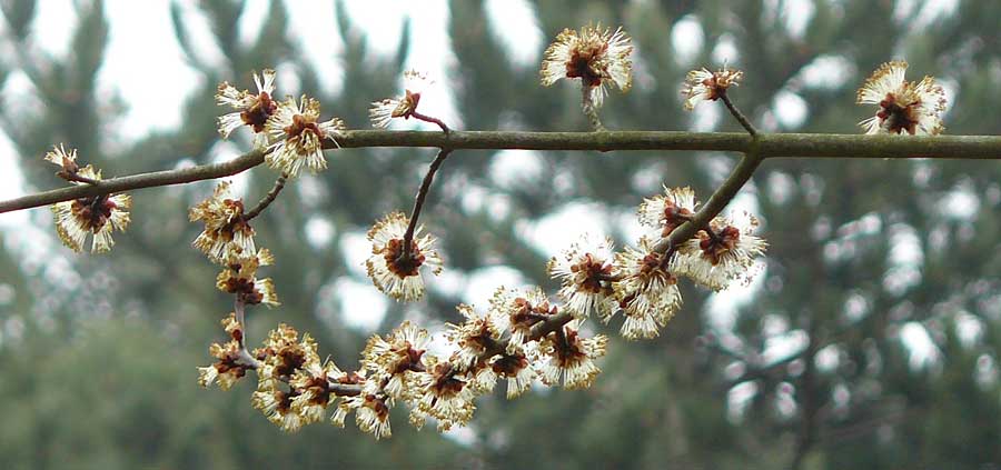 Acer saccharinum \ Silber-Ahorn, D Mannheim 3.3.2012