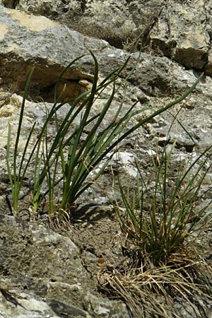 Allium senescens subsp. montanum / Mountain Garlic, German Garlic, D Weltenburg 13.6.2014