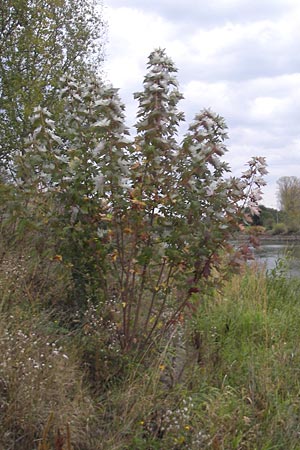 Acer saccharinum \ Silber-Ahorn, D Mannheim 18.10.2011