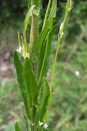 Arabis nemorensis \ Flachschotige Gnsekresse, Auen-Gnsekresse, D Lampertheim 21.5.2012