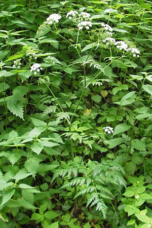 Anthriscus sylvestris \ Wiesen-Kerbel, D Eichstätt 4.6.2012