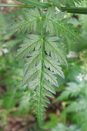 Anthriscus sylvestris \ Wiesen-Kerbel, D Eichstätt 4.6.2012