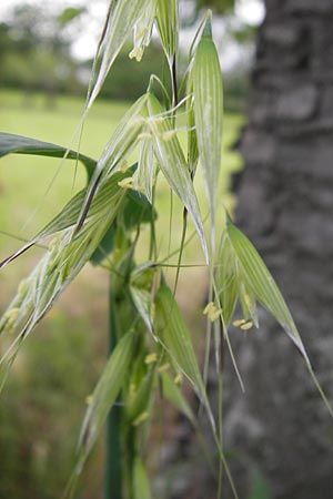 Avena fatua \ Wind-Hafer, Flug-Hafer / Common Wild Oat, D Seeheim an der Bergstraße 28.6.2013