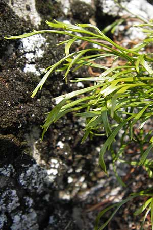 Asplenium septentrionale \ Nordischer Streifenfarn / Forked Spleenwort, D Rhön, Milseburg 6.7.2013